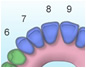 Tooth Dental Numbers diagram - commissioned artwork